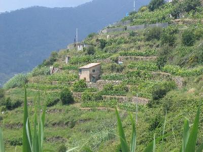 Muretti a Secco (Trockenmauern) in Monterosso