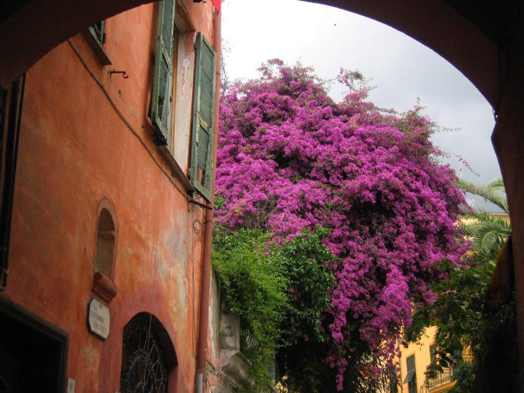 Blühende Bäume in Monterosso